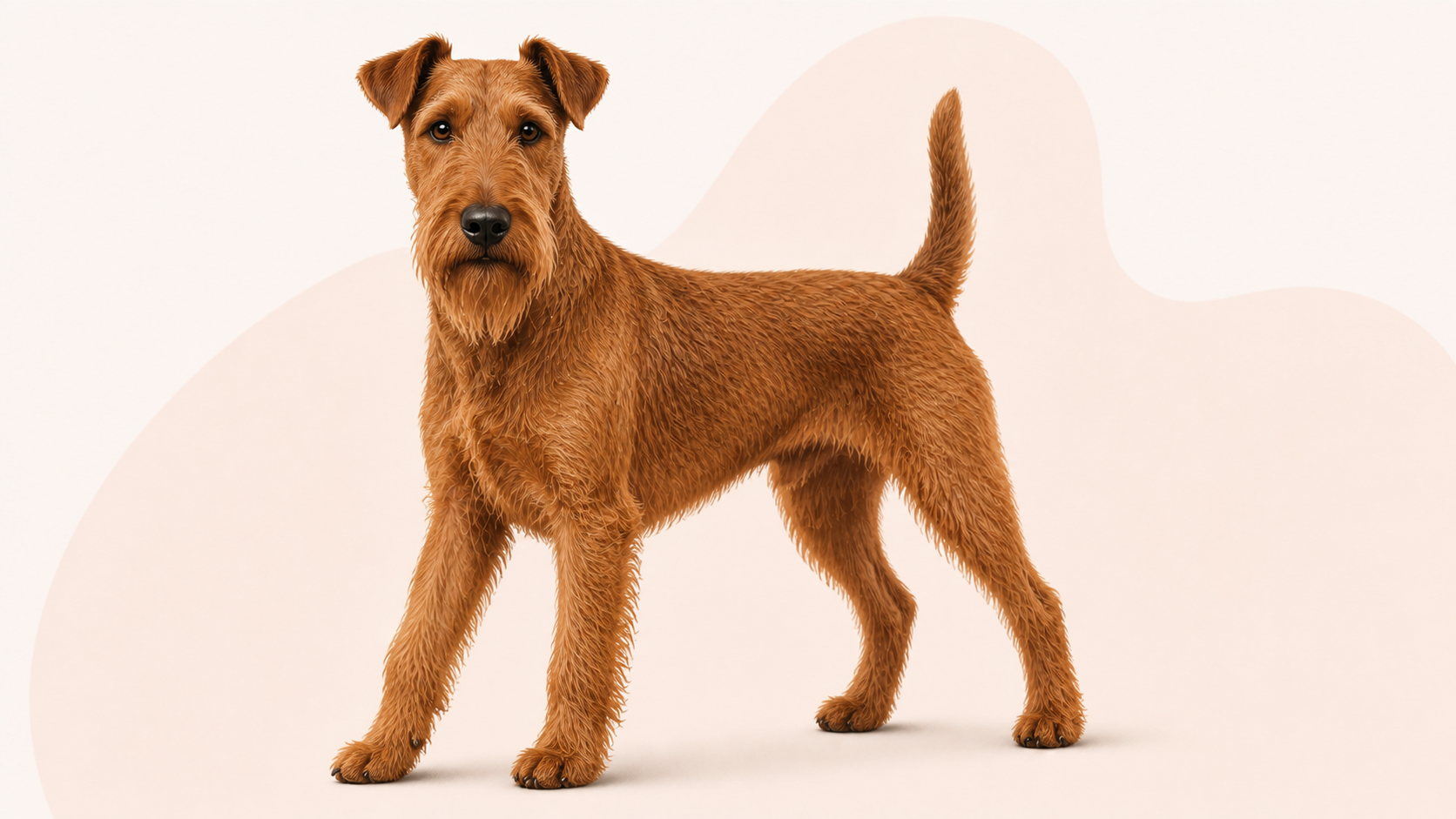 Irländsk terrier